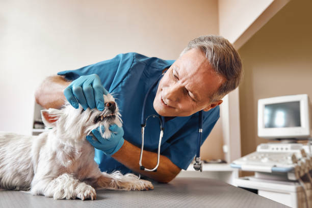 Best Urgent Dental Care in Gwinn, MI